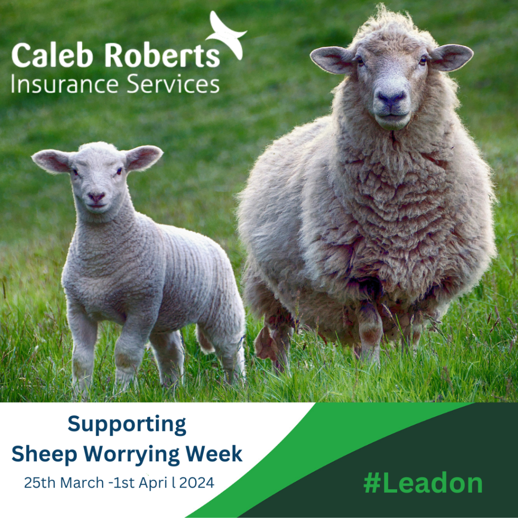 This image has an empty alt attribute; its file name is supportong-Sheep-Worrying-Week-2-1024x1024.png