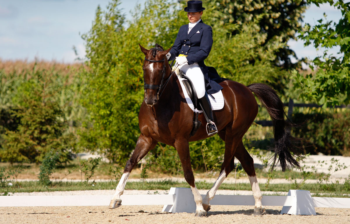 Dressage Blog