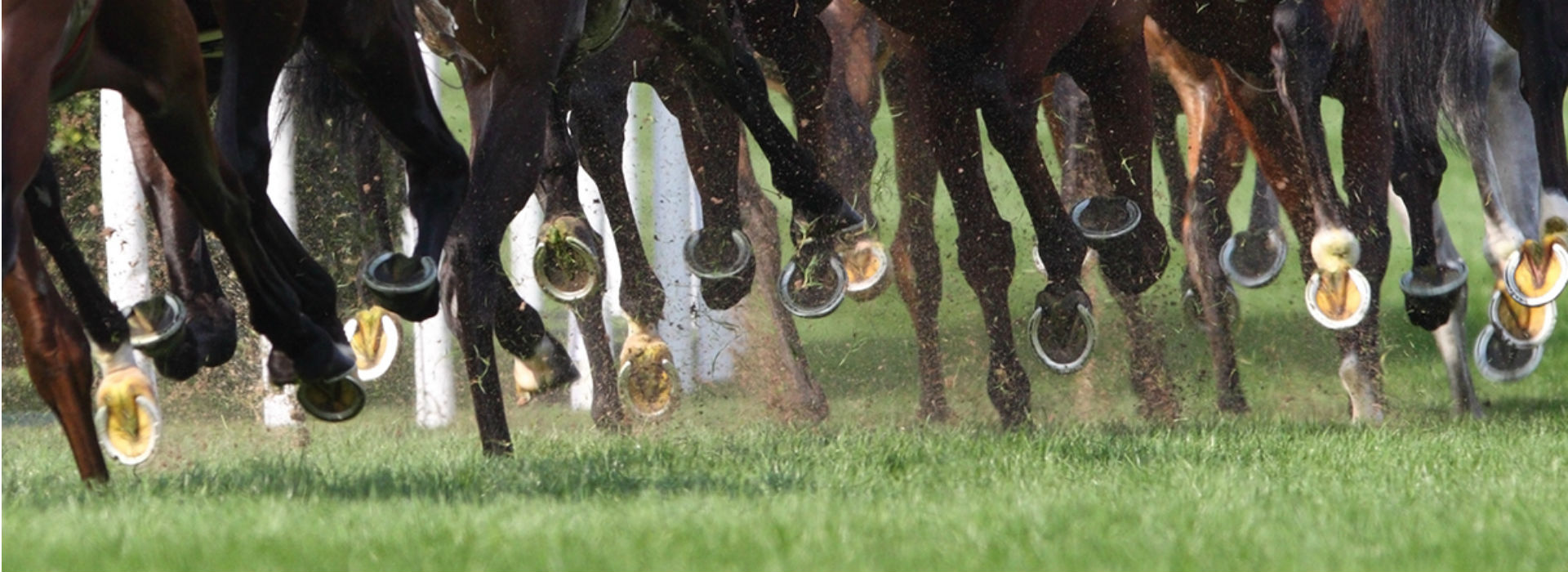 Racehorse Charity blog post