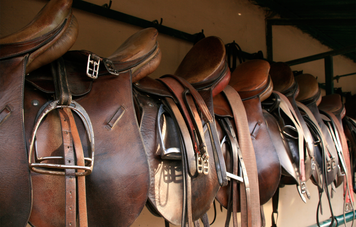 Equine Liability Blog
