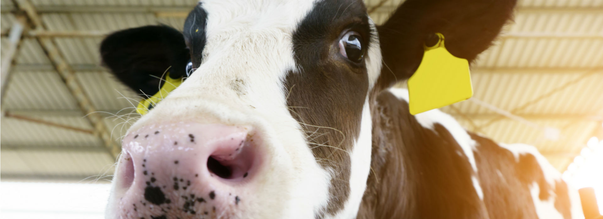 Dairy Prices blog post