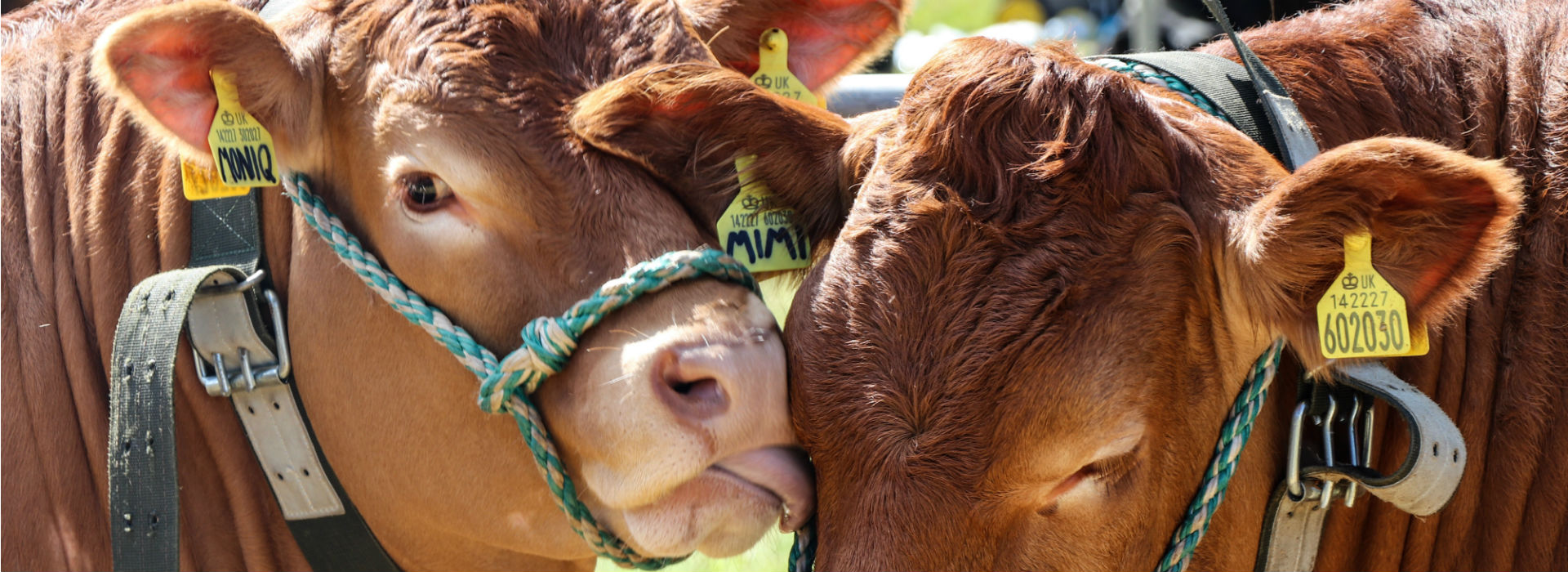 Malton Show 2017 blog post
