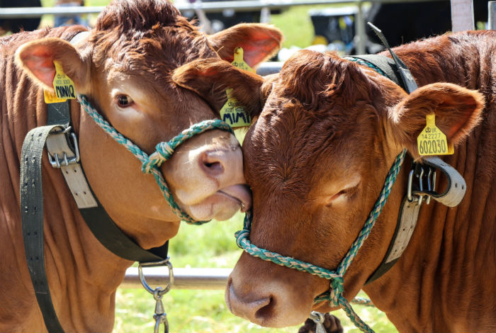 Malton Show 2017 blog post