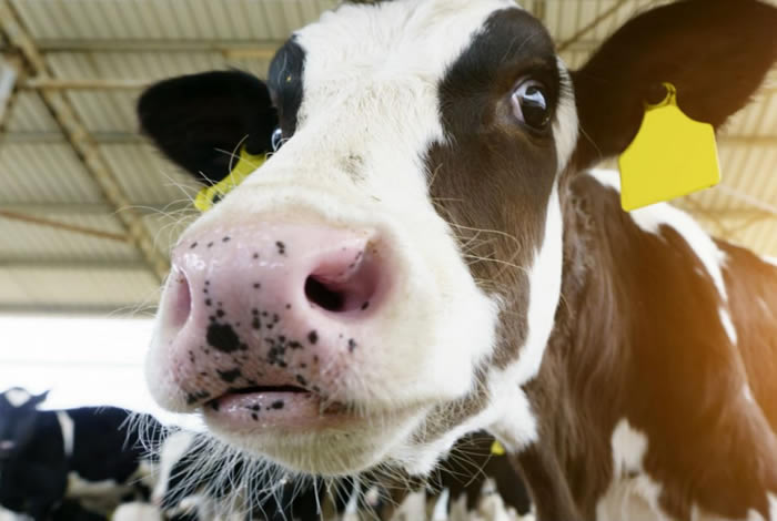 Dairy Prices blog post