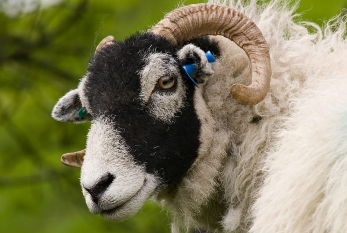 Sheep head