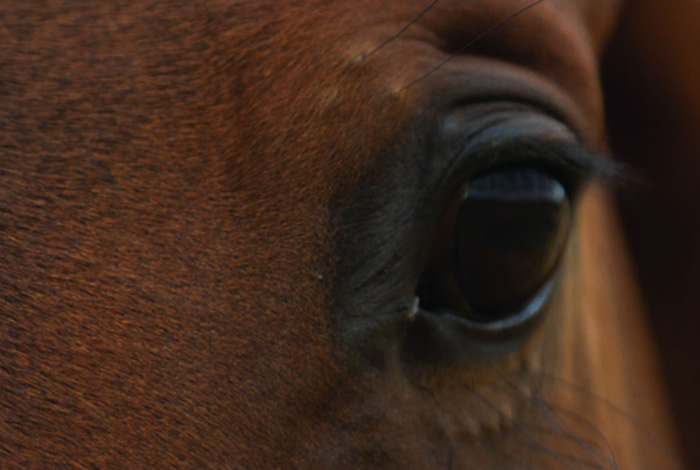 Horse eye