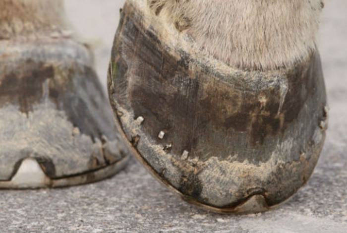 Horse hooves