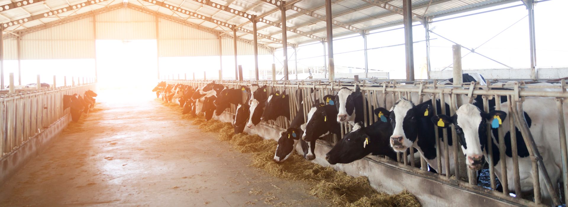 Livestock Heat Stress blog post