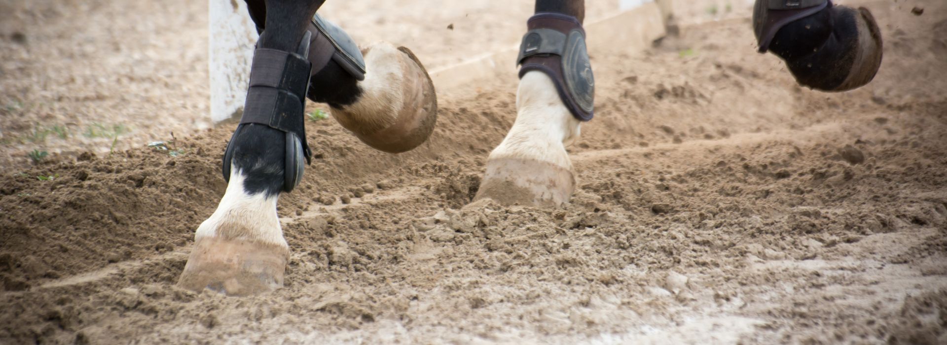 Riding School surfaces blog post